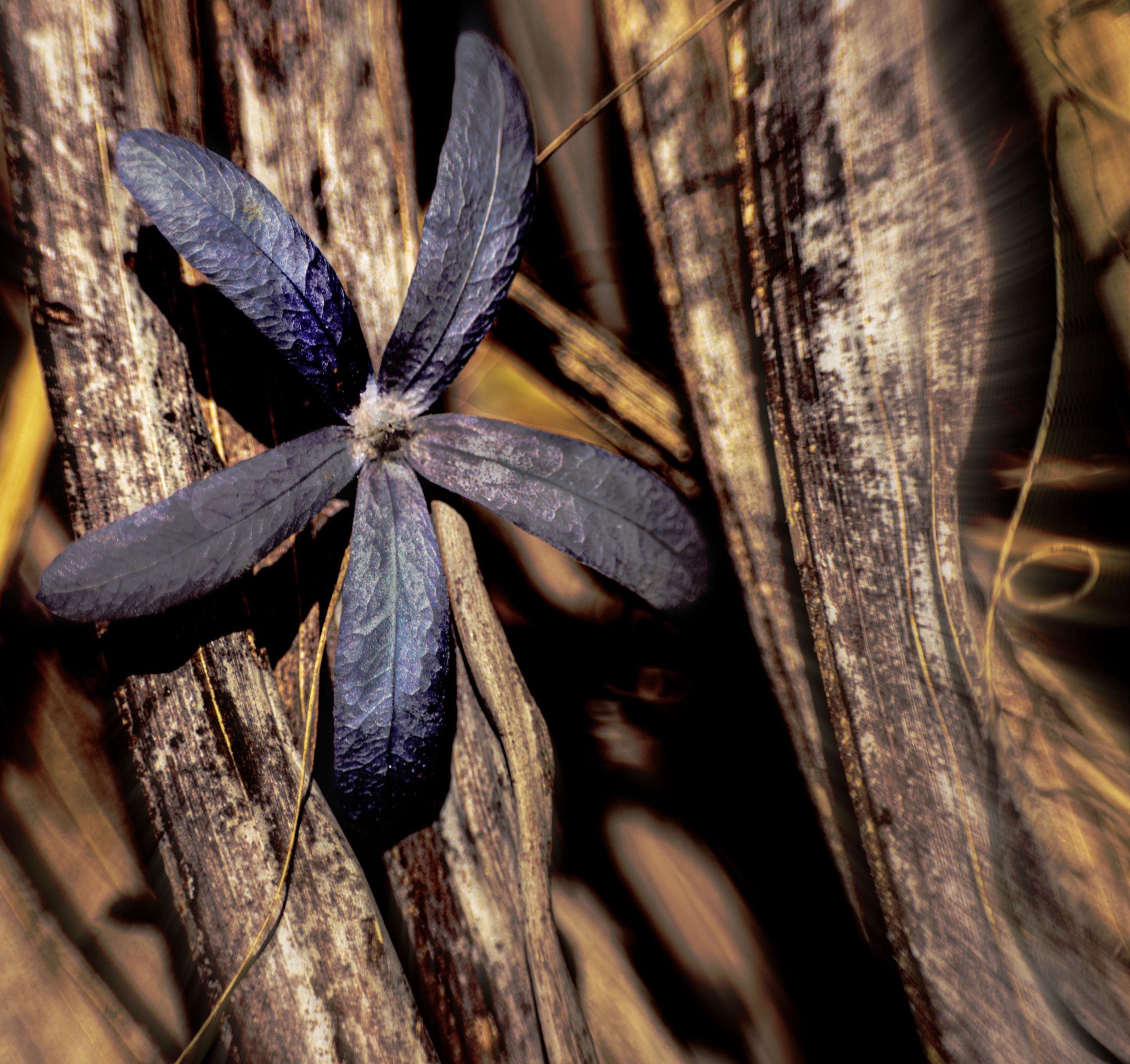 Santalucia Flor